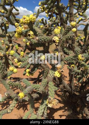 Cane cholla (Cylindropuntia spinosior) Plantae Stockfoto