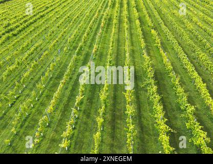 Luftaufnahme von Rebreihen in einem Weinberg im Vereinigten Königreich. Keine Personen. Stockfoto