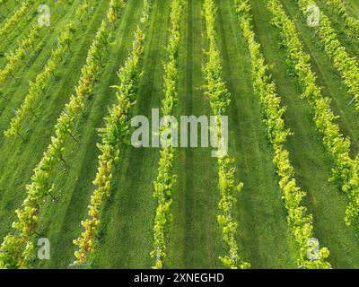 Luftaufnahme von Rebreihen in einem Weinberg im Vereinigten Königreich. Keine Personen. Stockfoto