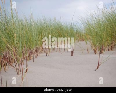 Gras wächst auf Sanddünen in Skagen, Dänemark. Pflanzen Sie Ammophila Arenaria auf einer Düne nahe der Ostsee und Nordsee. Nahaufnahme des Fotos. Stockfoto
