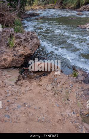 Blick auf einen Hennops Wander Trail, mit Fluss, kleiner Brücke und Seilbahn über den Fluss, Hartbeespoort, Johannesburg, Südafrika Stockfoto