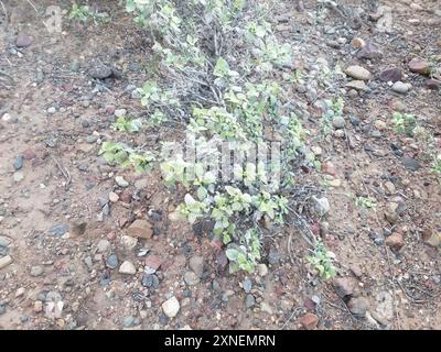 San Diego Bursage (Ambrosia chenopodiifolia) Plantae Stockfoto