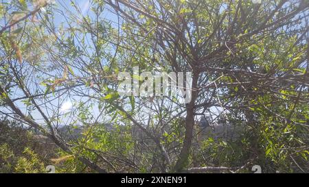 Gooddings Weide (Salix gooddingii) Plantae Stockfoto