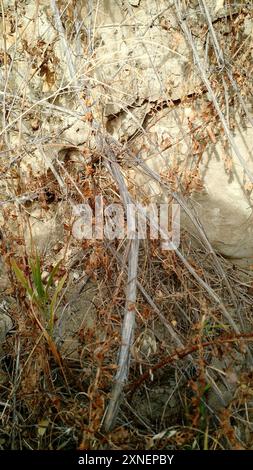 Western White Clematis (Clematis ligusticifolia) Plantae Stockfoto