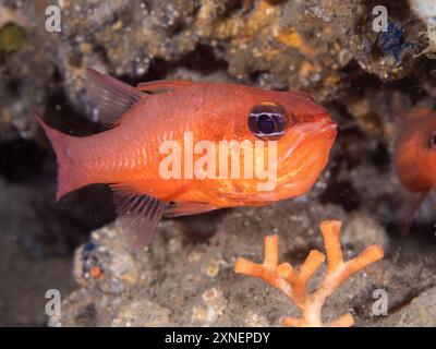 Kardinalfisch-Männchen (Apogon imberbis) brütet seine Nachkommen in seinem Mund aus. Stockfoto