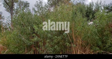 Gooddings Weide (Salix gooddingii) Plantae Stockfoto
