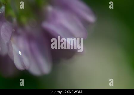 Crown Vetch wächst im Sommer wild im Norden von New York Stockfoto