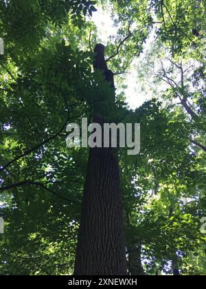 Grünasche (Fraxinus pennsylvanica) Plantae Stockfoto