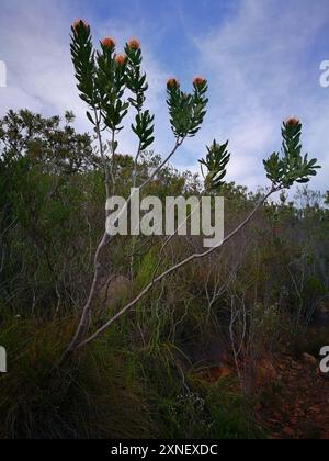 Outeniqua Pincushion (Leucospermum glabrum) Plantae Stockfoto