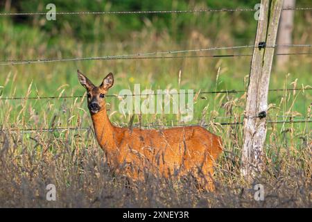 Hirsch (Capreolus capreolus) Weibchen / Hirsch auf Weide / Weide vor Stacheldrahtzaun im Sommer Stockfoto