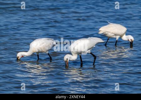 Eurasische Löffelschnabel / Löffelschnabel (Platalea leucorodia) juvenile mit zwei Erwachsenen, die im Sommer im Flachwasser des Küstensalzes auf der Suche sind Stockfoto