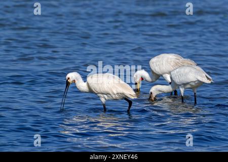 Eurasische Löffelschnabel / Löffelschnabel (Platalea leucorodia) juvenile mit zwei Erwachsenen, die im Sommer im Flachwasser des Küstensalzes auf der Suche sind Stockfoto