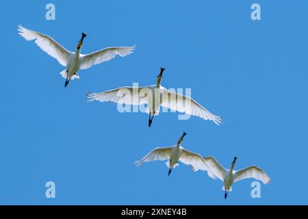 Vier Eurasische Löffelschnabel / Löffelschnabel (Platalea leucorodia) strömen im Flug gegen den blauen Himmel im Sommer Stockfoto
