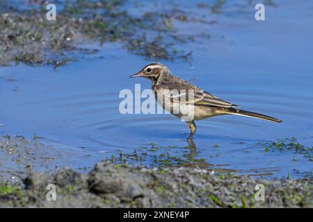 Westliche gelbe Bachstelze (Motacilla flava), die im Sommer am schlammigen Ufer des Teichs auf der Suche sind Stockfoto