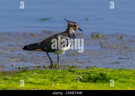 Nördliche Kiebitze (Vanellus vanellus) Weibchen, die im Sommer am Schlammufer des Teichs im Salzwiesen/Salzwiesen auf der Suche sind Stockfoto