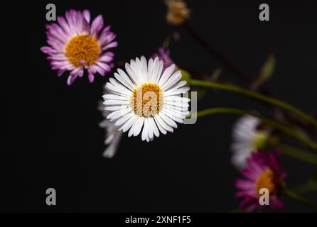 Der mexikanische Fleabane wurde von Mexica aus als blühende Pflanze auf sandigen felsigen Böden in das Vereinigte Königreich eingeführt. Sie ist seither eingebürgert und wächst wild Stockfoto