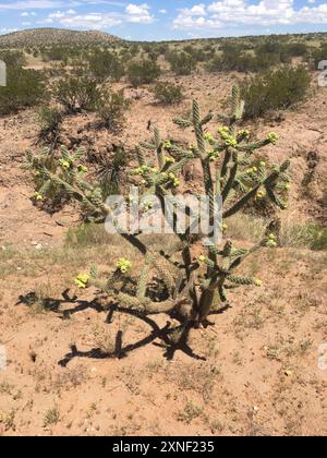 Cane cholla (Cylindropuntia spinosior) Plantae Stockfoto