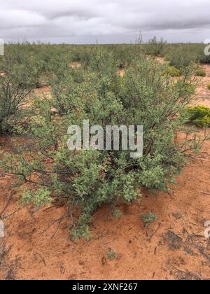 Weißhornakazie (Vachellia constricta) Plantae Stockfoto