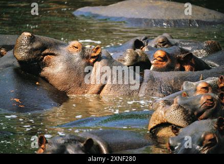 Sambia. Lusaka. Kafue River. Flusspferde im Wasser. (Hippopotamus amphibius capensis). Stockfoto