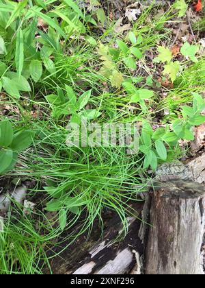 Pennsylvania Segge (Carex pensylvanica) Plantae Stockfoto