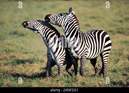 Botswana. Tierwelt. Zwei Plains Zebras, die sich im Nacken befinden. Stockfoto