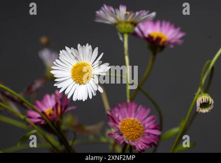 Der mexikanische Fleabane wurde von Mexica aus als blühende Pflanze auf sandigen felsigen Böden in das Vereinigte Königreich eingeführt. Sie ist seither eingebürgert und wächst wild Stockfoto