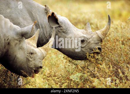 Botswana. Tierwelt. Schwarzes Nashorn. (Diceros bicornis). Nahaufnahme von zwei schwarzen Nashörnern. Stockfoto