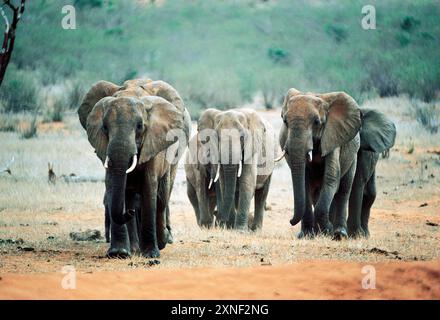 Botswana. Tierwelt. Herde afrikanischer Buschelefanten (Loxodonta africana). Stockfoto