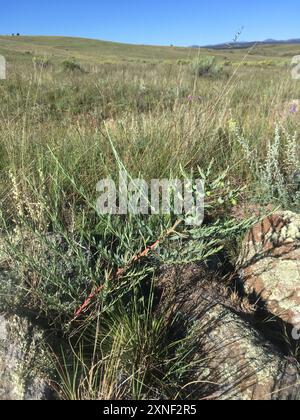 Bergsporne (Euphorbia chamaesula) Plantae Stockfoto