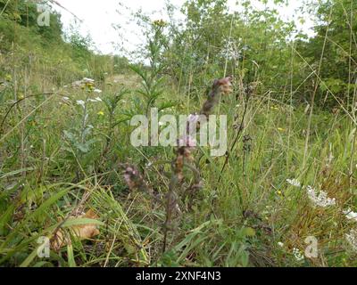 Red Bartsia (Odontites vernus) Plantae Stockfoto