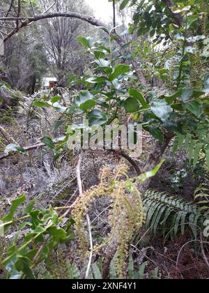 Baum Tutu (Coriaria arborea) Plantae Stockfoto