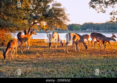 Herde wilder Weißwedelhirsche, weidet auf dem Campingplatz in der Calliham Unit des Choke Canyon State Park, Sonnenuntergang im späten Herbst, South Texas Region, Texas, USA Stockfoto