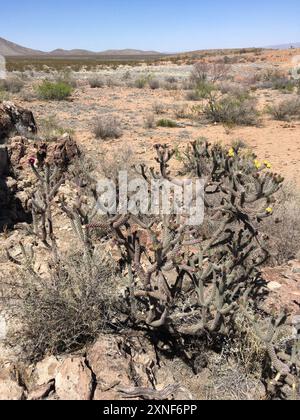 Cane cholla (Cylindropuntia spinosior) Plantae Stockfoto