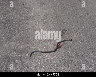 Everglades Racer (Coluber constrictor paludicola) Reptilia Stockfoto