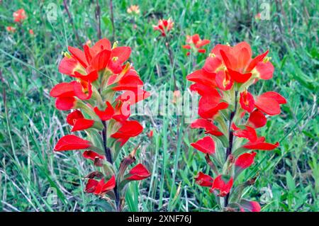 Texas Indian Pinselblumen, Straßenrand in der Nähe von Houston, Gulf Coast Region, Texas, USA Stockfoto