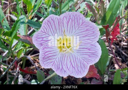 Swampmallow Blume, Straßenrand in der Nähe von Houston, Gulf Coast Region, Texas, USA Stockfoto