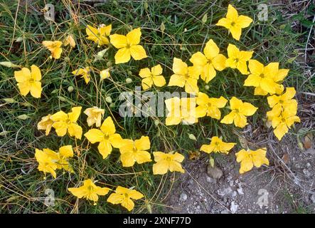 Bladderpod blüht am Straßenrand in der Nähe von Houston, Gulf Coast Region, Texas, USA Stockfoto