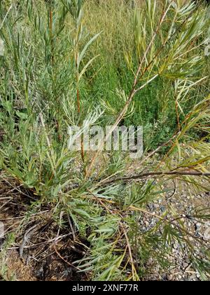 Schmalblättrige Weide (Salix exigua) Plantae Stockfoto