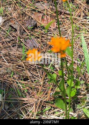 Orangenmilchkraut (Polygala lutea) Plantae Stockfoto
