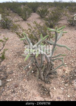 Cane cholla (Cylindropuntia spinosior) Plantae Stockfoto