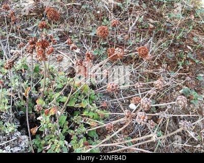 Buckweizen (Eriogonum latifolium) Plantae am Meer Stockfoto