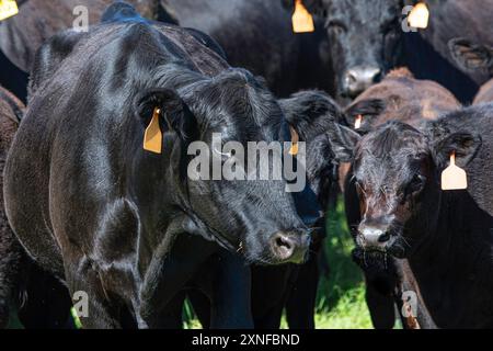 Schwarze Angus-Kuh und Kalb mit Gesichtern nahe beieinander, während sie mit anderen Kühen in einer Herde stehen. Stockfoto