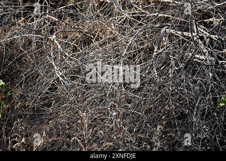 Marseille, Frankreich. 30. Juli 2024. Blick auf trockene Buschland in den Hügeln von Marseille. Die zahlreichen Hitzewellen und der Wassermangel führen dazu, dass die Vegetation in Marseille und im gesamten Departement Bouches-du-RhÃ leidet. Diese Dürre, die allmählich die mediterrane Vegetation dezimiert, erhöht auch die Brandgefahr. (Credit Image: © Gerard Bottino/SOPA Images via ZUMA Press Wire) NUR REDAKTIONELLE VERWENDUNG! Nicht für kommerzielle ZWECKE! Stockfoto