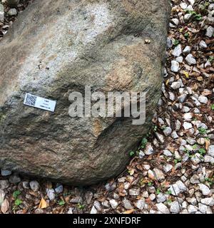 (Leptocoris vicinus) Insecta Stockfoto