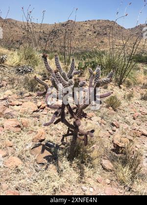 Cane cholla (Cylindropuntia spinosior) Plantae Stockfoto