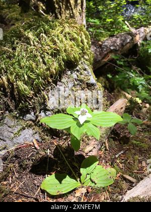 Westliche Bunchberry (Cornus unalaschkensis) Plantae Stockfoto