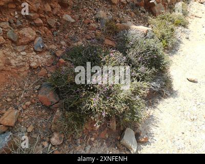 Spanischer Oregano (Thymbra capitata) Plantae Stockfoto