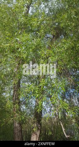 Gooddings Weide (Salix gooddingii) Plantae Stockfoto