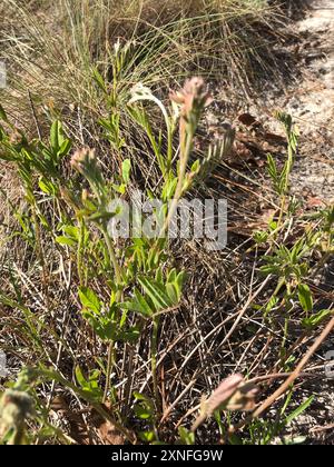 Poison Sumac (Toxicodendron vernix) Plantae Stockfoto