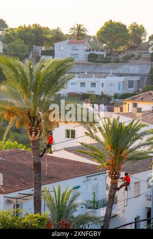 Baumpfleger beschneiden die Kronen von Palmen in Altea La Vella, Provinz Alicante, autonome Gemeinschaft Valencia, Spanien am 31.7.2024 *** Baumpfleger beschneiden die Kronen von Palmen in Altea La Vella, Provinz Alicante, autonome Gemeinschaft Valencia, Spanien am 31 7 2024 Stockfoto
